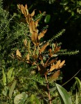 Psorospermum febrifugum