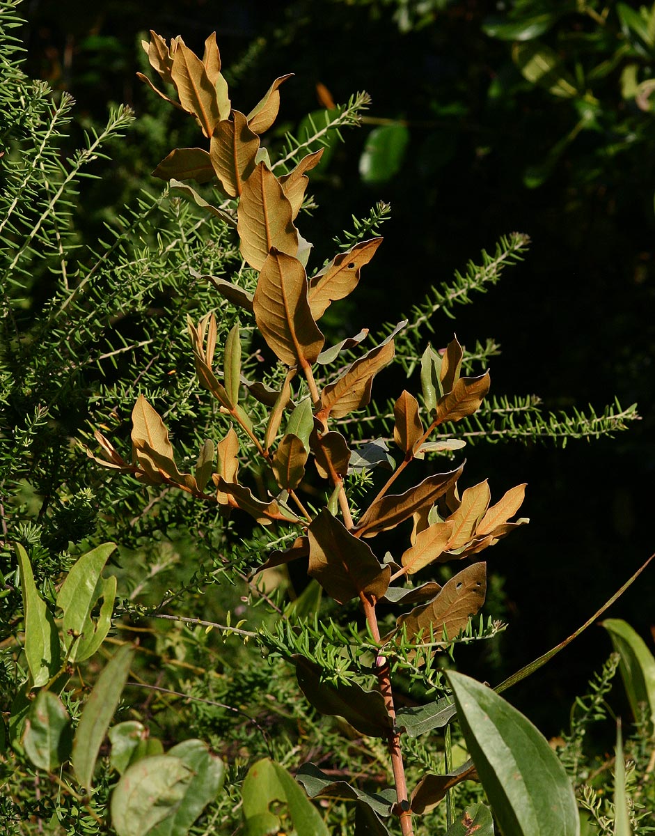 Psorospermum febrifugum