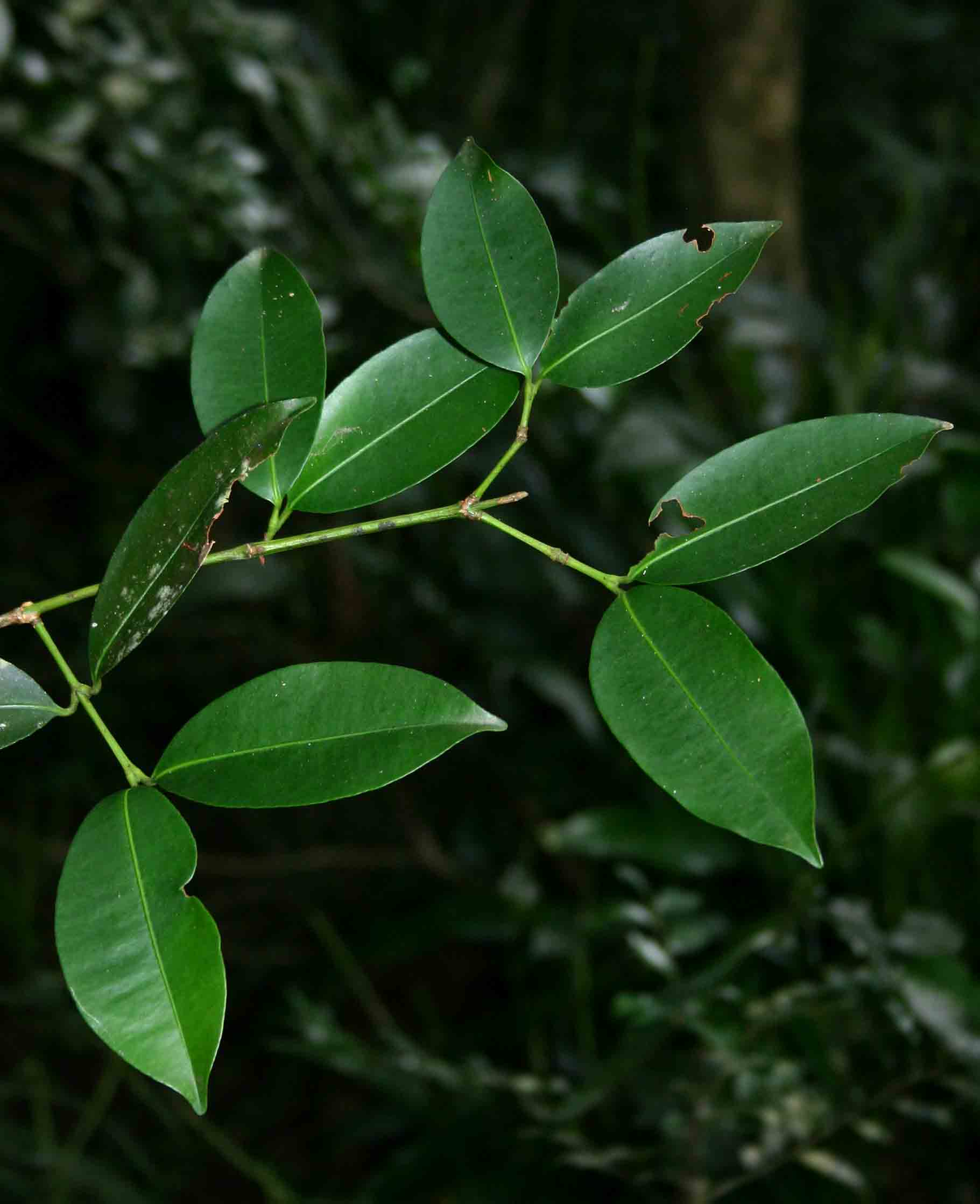 Garcinia kingaensis
