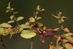 Bergia pentheriana