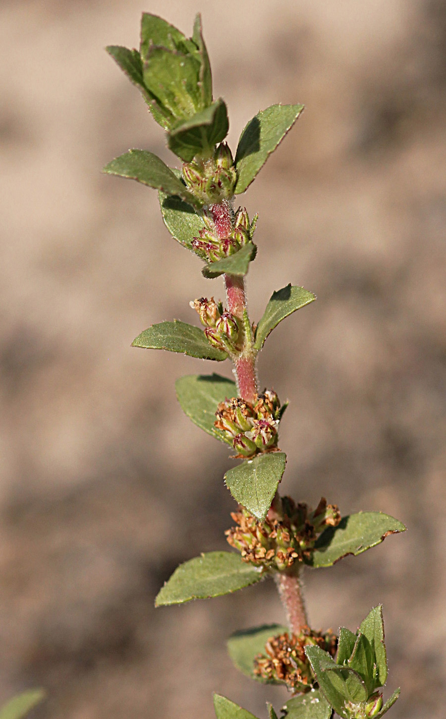 Bergia pentheriana Bergia pentheriana