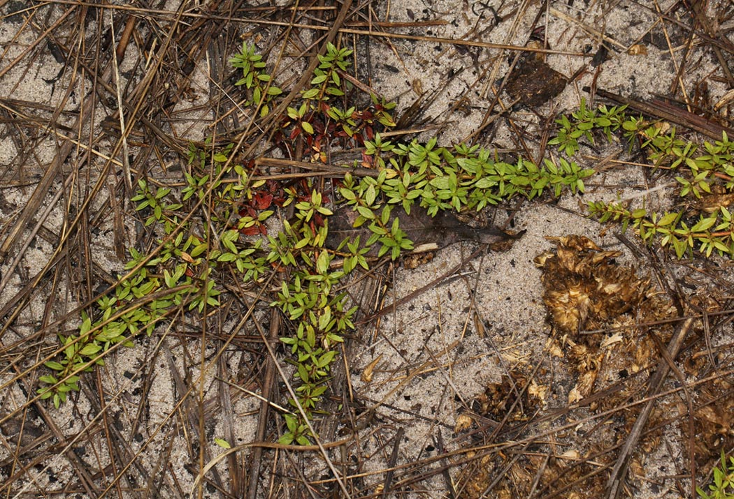 Bergia pentheriana