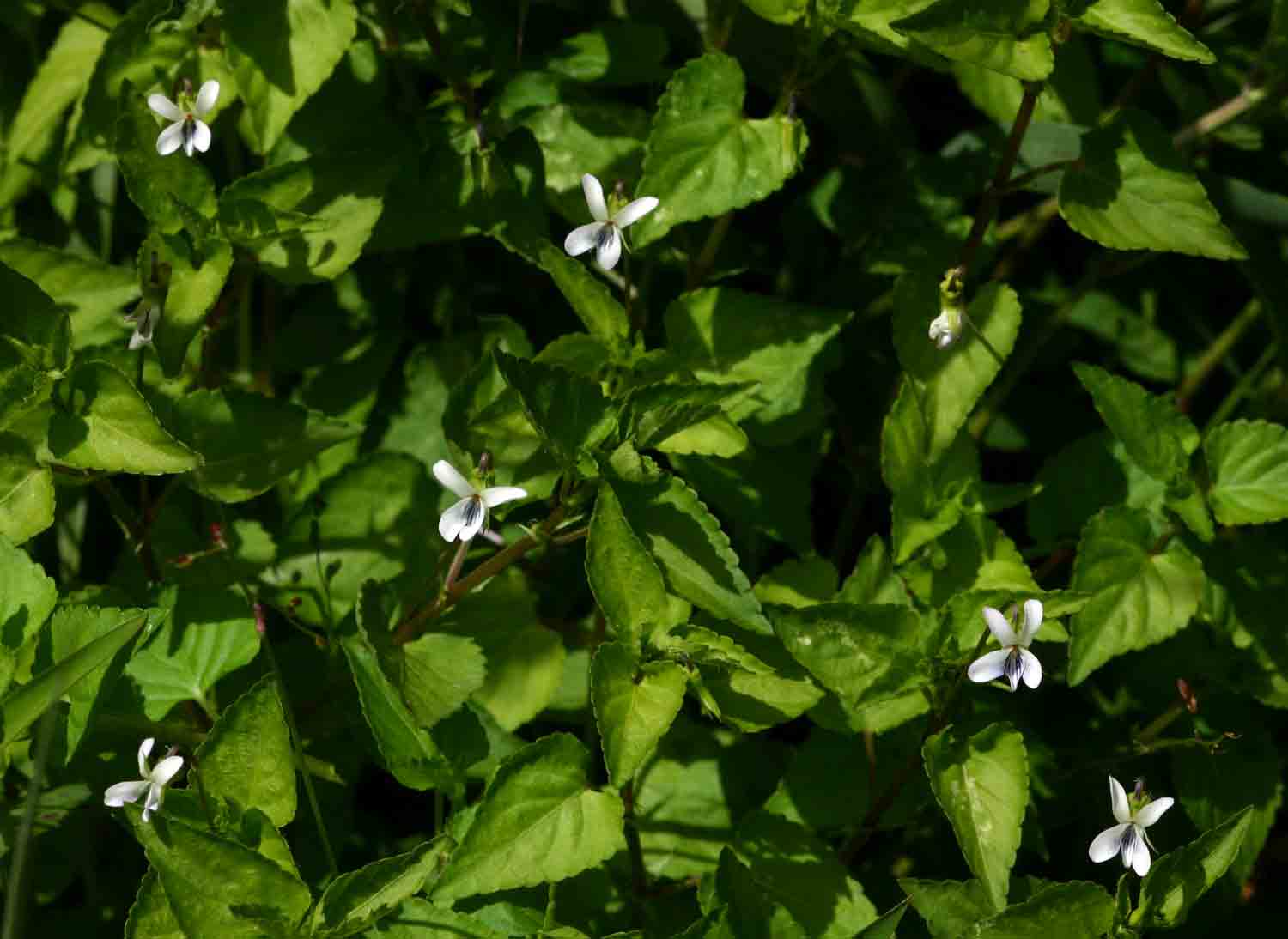Viola abyssinica