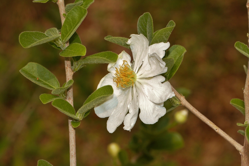 Xylotheca tettensis var. macrophylla