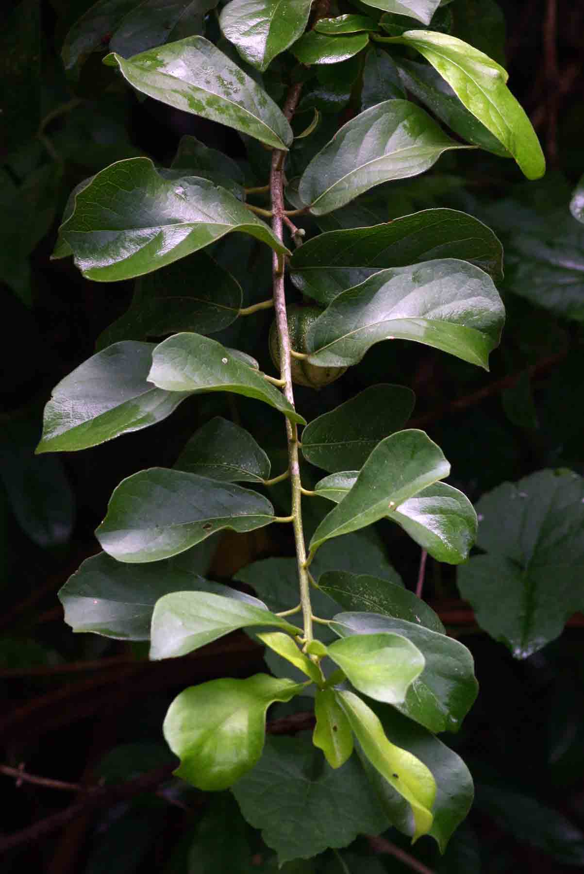 Xylotheca tettensis var. macrophylla
