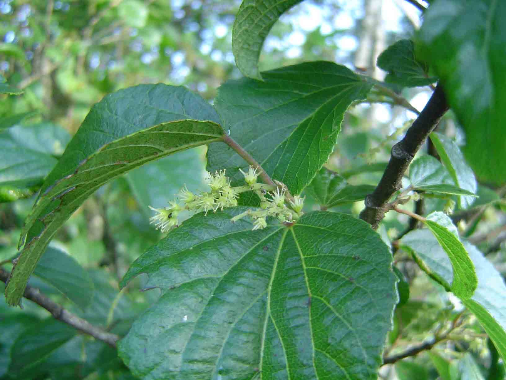 Trimeria grandifolia subsp. grandifolia