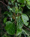 Trimeria grandifolia subsp. grandifolia