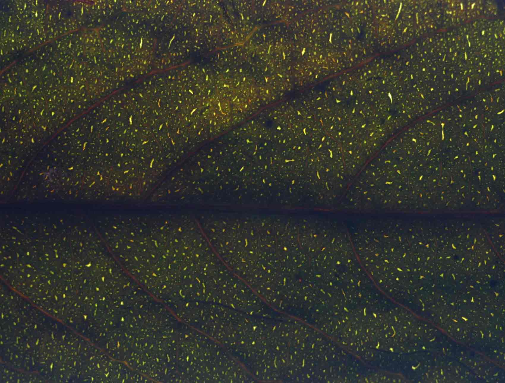 Casearia battiscombei Casearia battiscombei