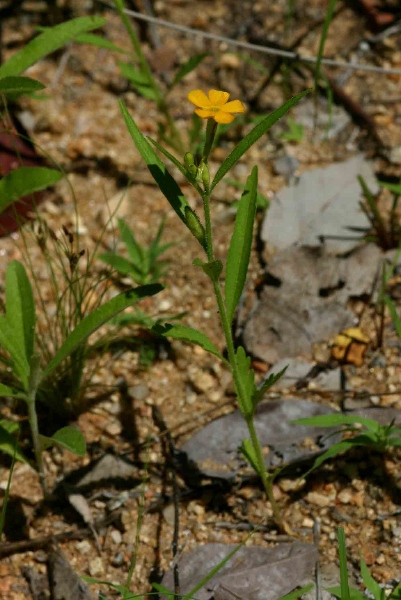Streptopetalum serratum