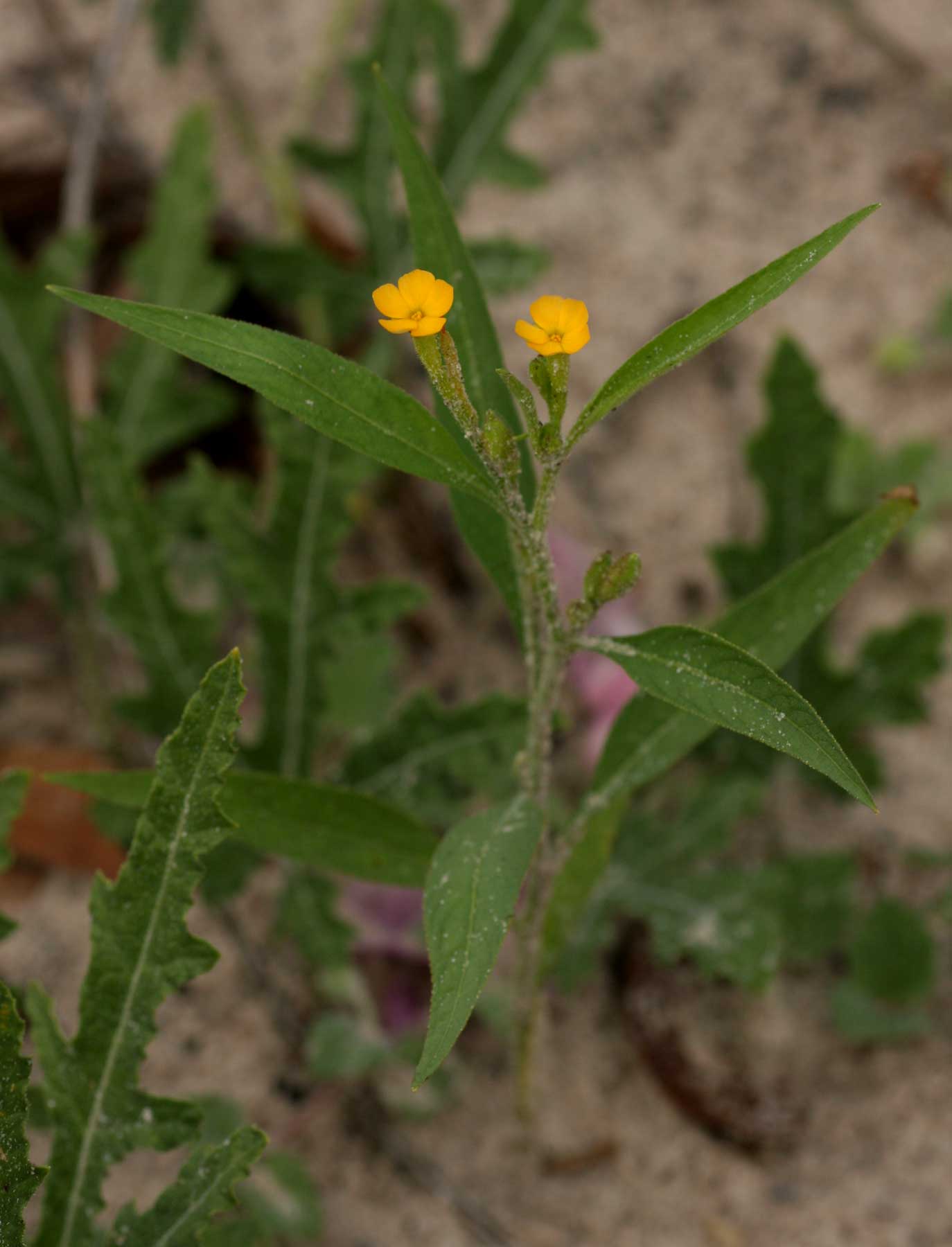 Streptopetalum serratum Streptopetalum serratum
