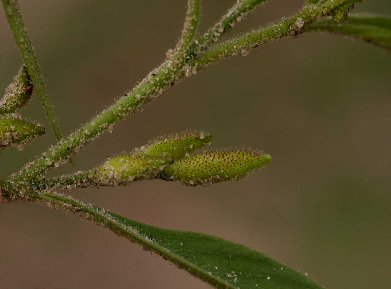 Streptopetalum serratum Streptopetalum serratum