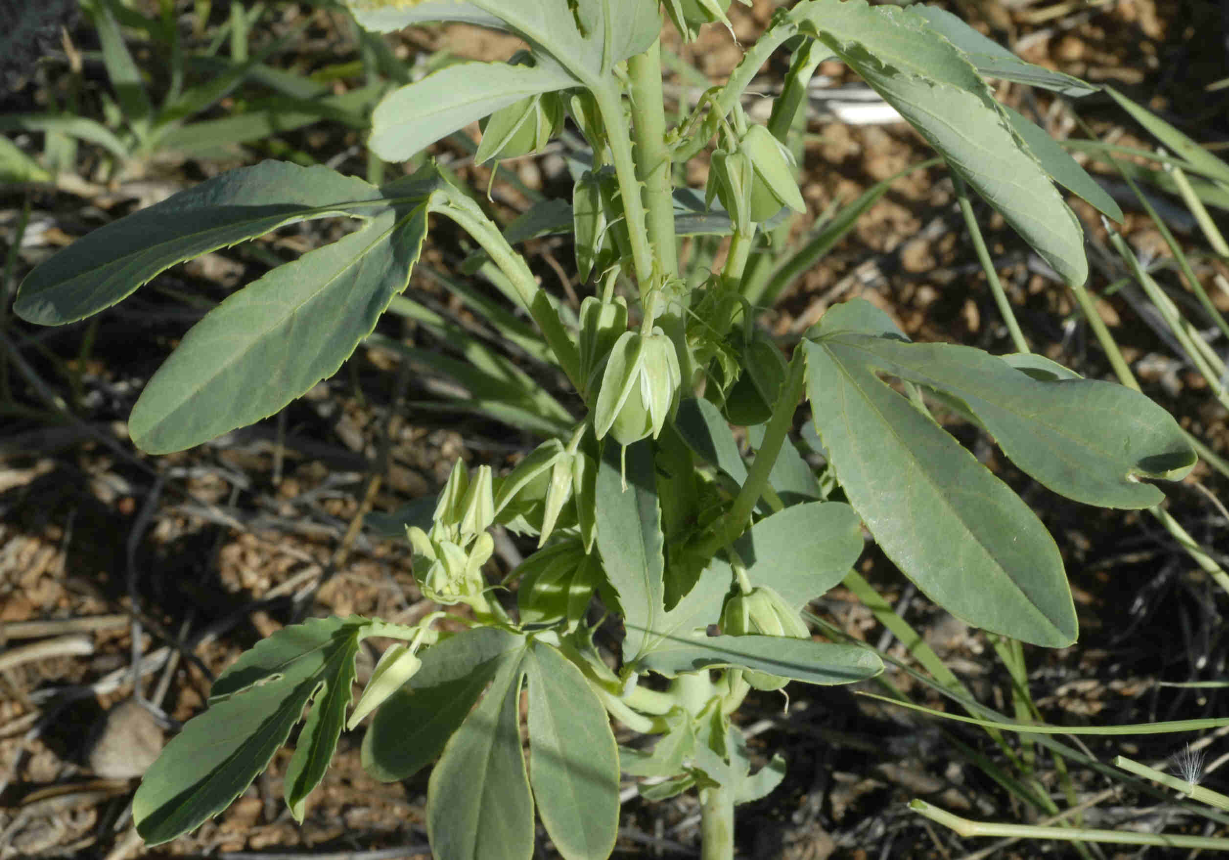 Basananthe heterophylla