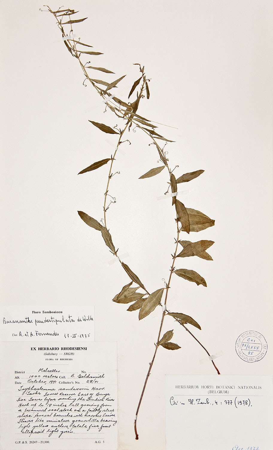 Basananthe pseudostipulata