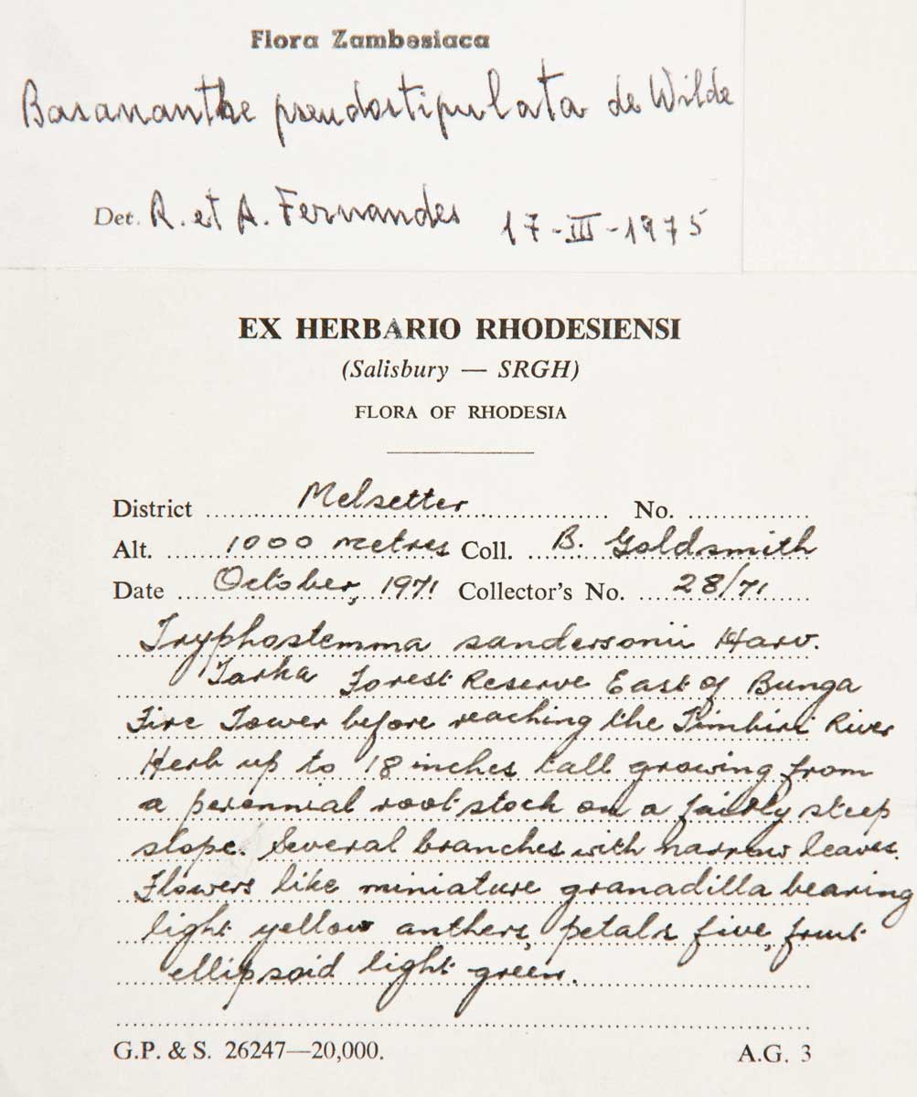 Basananthe pseudostipulata