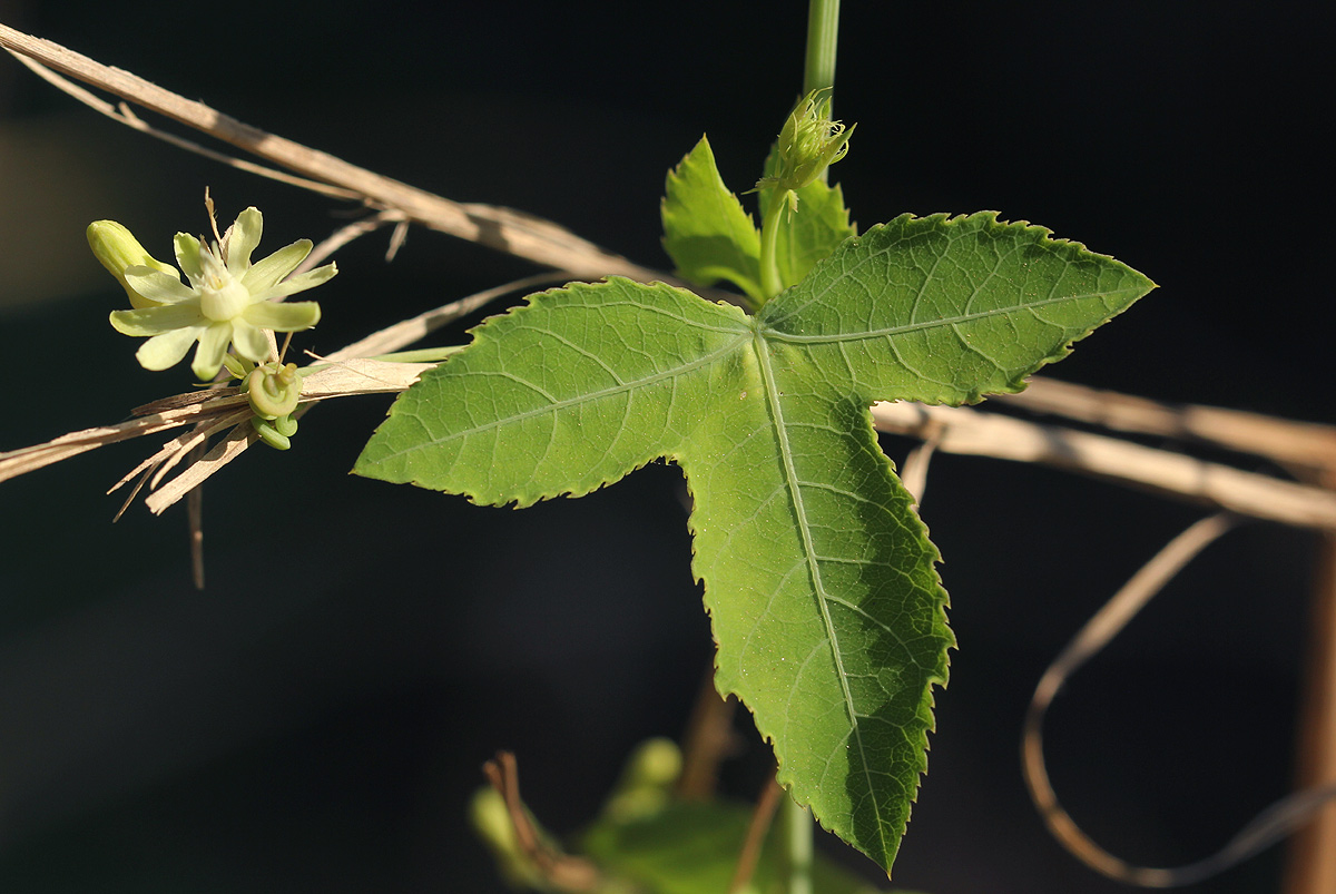 Basananthe triloba Basananthe triloba