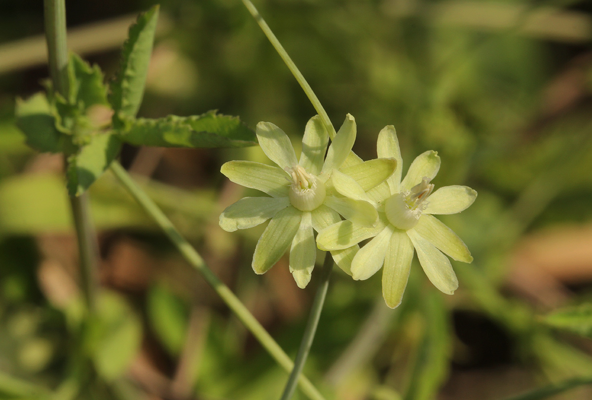 Basananthe triloba Basananthe triloba