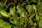 Paropsia brazzeana
