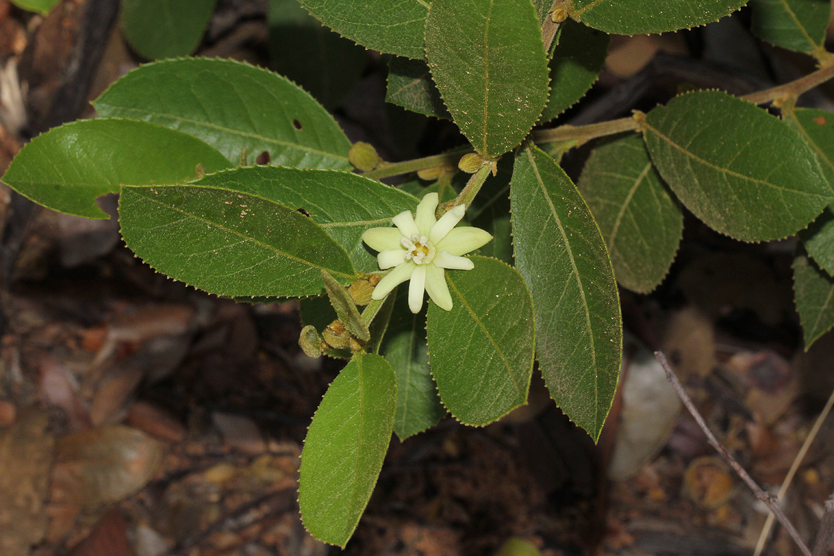 Paropsia brazzeana