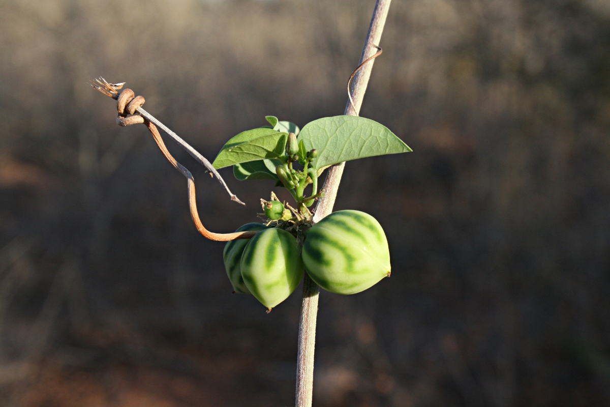 Adenia fruticosa subsp. simplicifolia