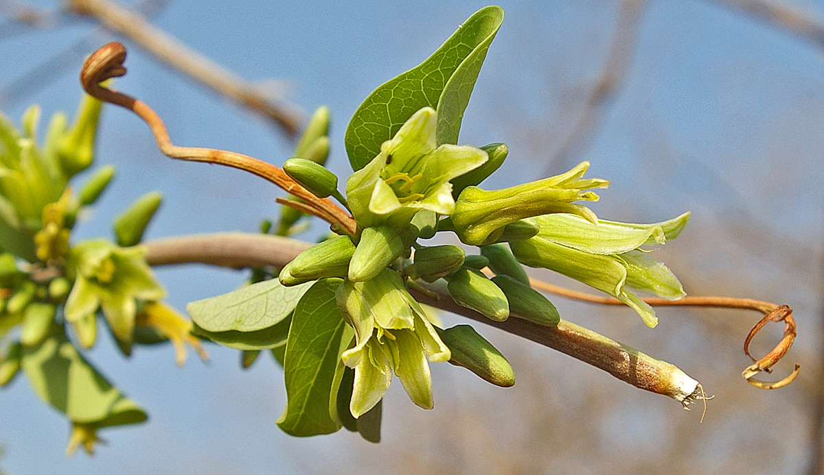 Adenia fruticosa subsp. simplicifolia