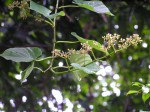 Adenia lobata subsp. rumicifolia