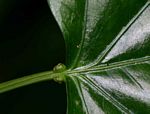 Adenia lobata subsp. rumicifolia