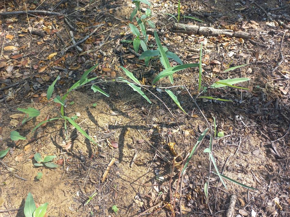 Adenia repanda Adenia repanda