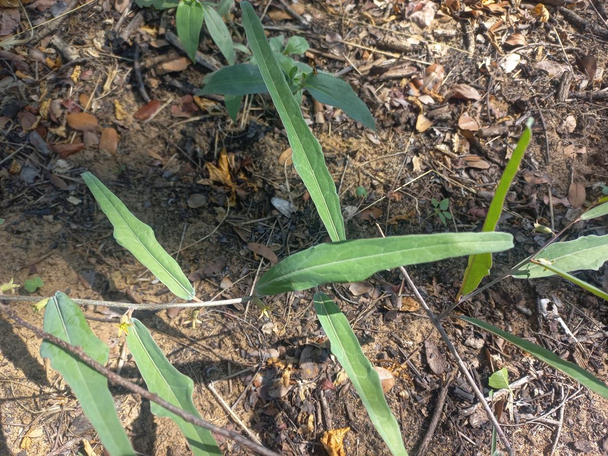 Adenia repanda Adenia repanda