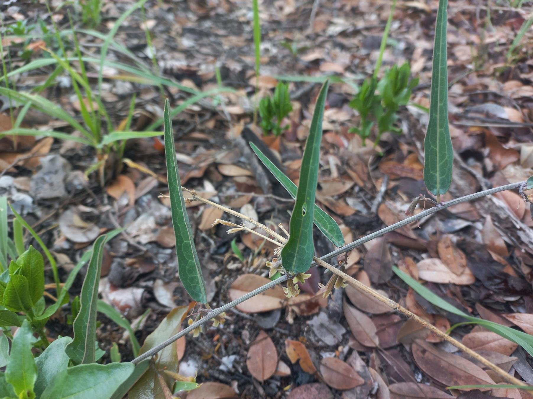 Adenia repanda Adenia repanda