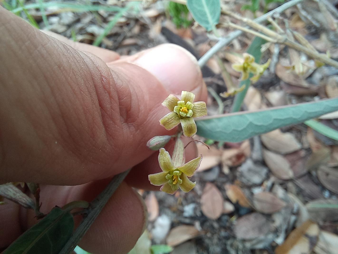 Adenia repanda