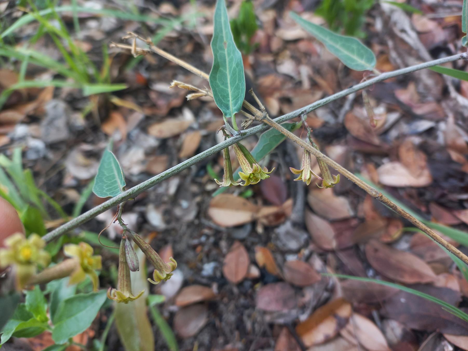 Adenia repanda Adenia repanda