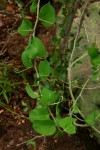Adenia spinosa