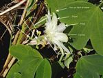 Passiflora subpeltata