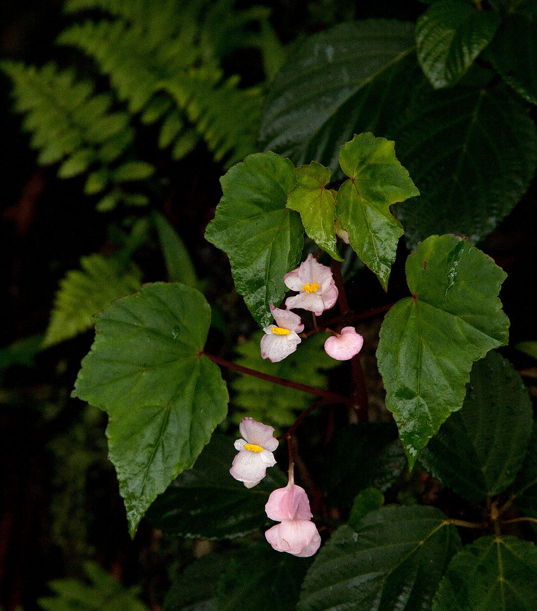 Begonia sonderiana