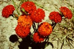 Gnidia chrysantha