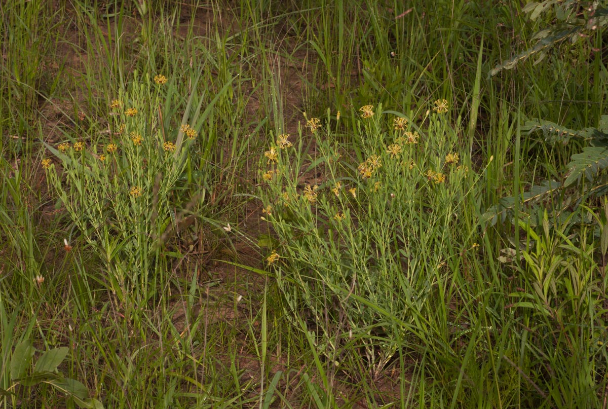 Gnidia involucrata Gnidia involucrata