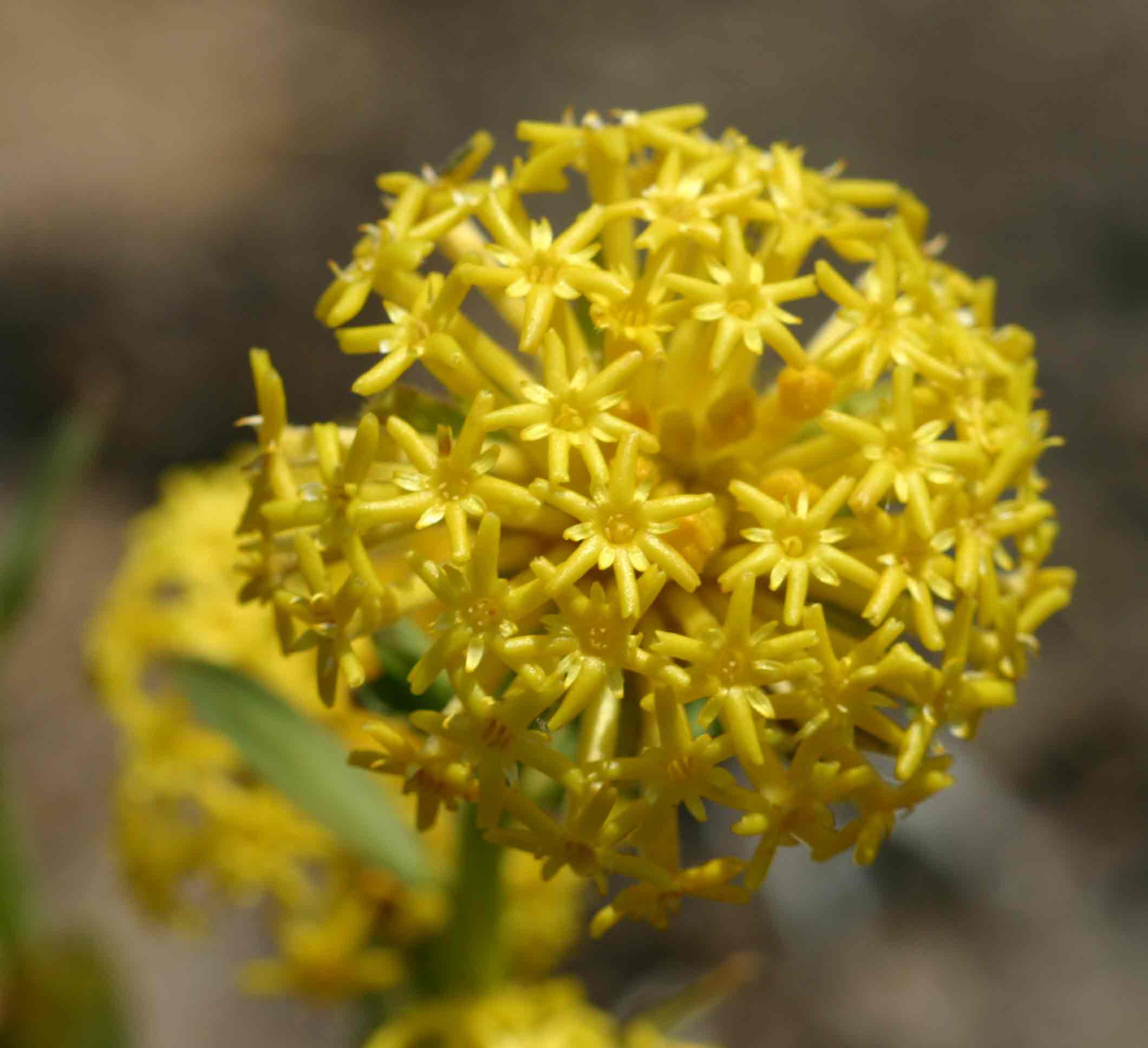 Gnidia kraussiana var. kraussiana Gnidia kraussiana var. kraussiana