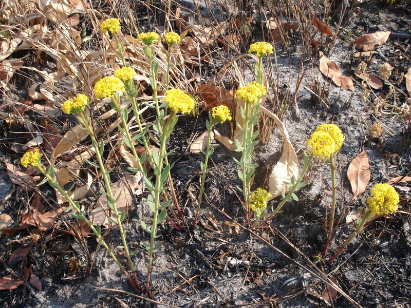 Gnidia kraussiana var. kraussiana Gnidia kraussiana var. kraussiana
