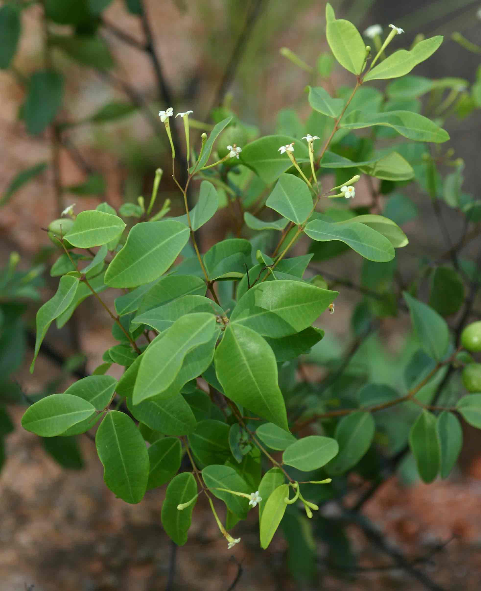 Synaptolepis alternifolia