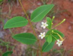Synaptolepis alternifolia
