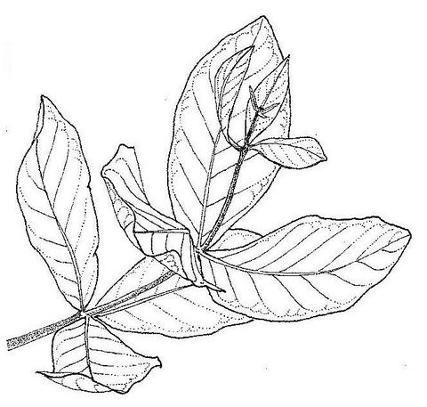 Combretum adenogonium