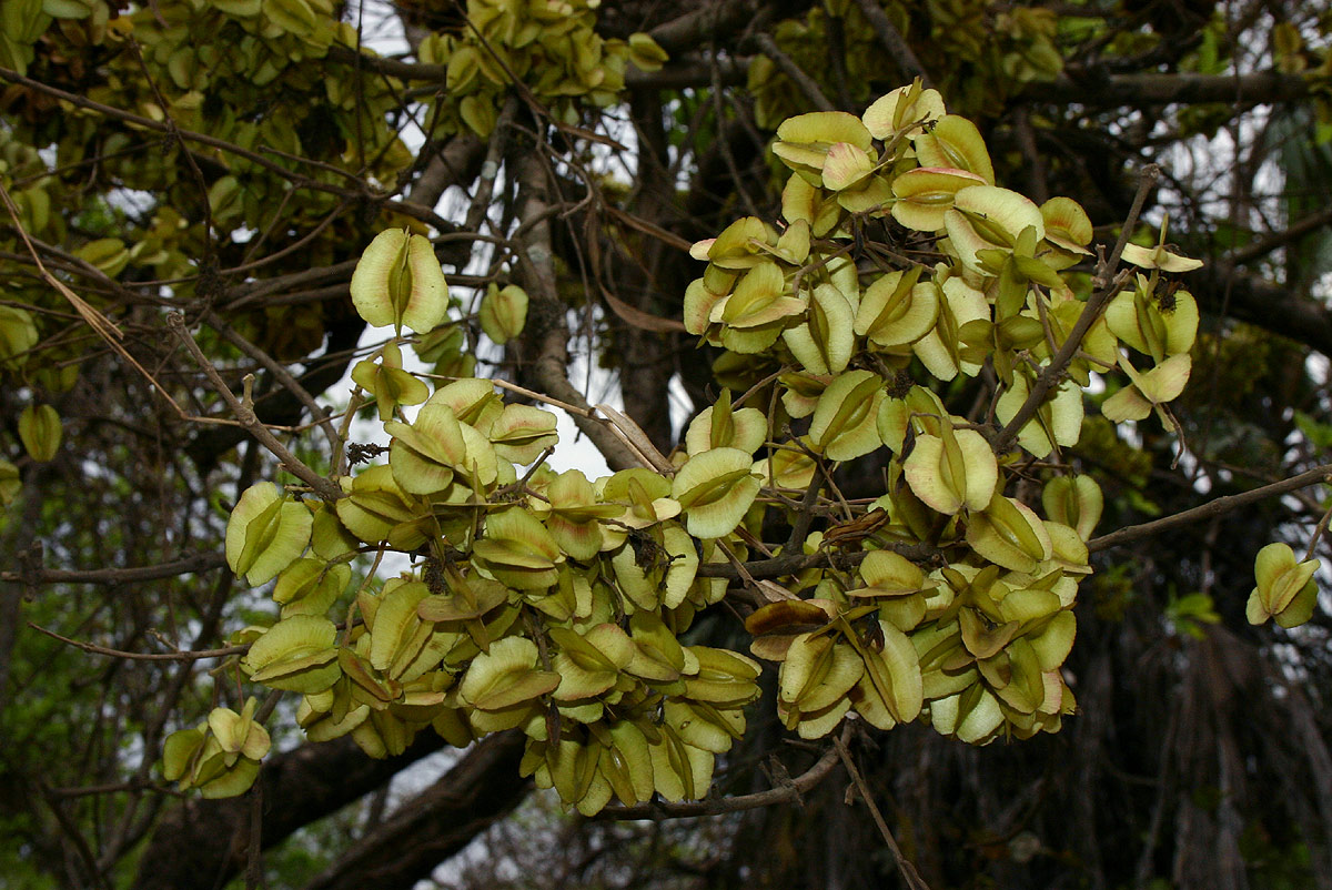 Combretum adenogonium Combretum adenogonium
