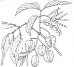 Combretum apiculatum subsp. apiculatum