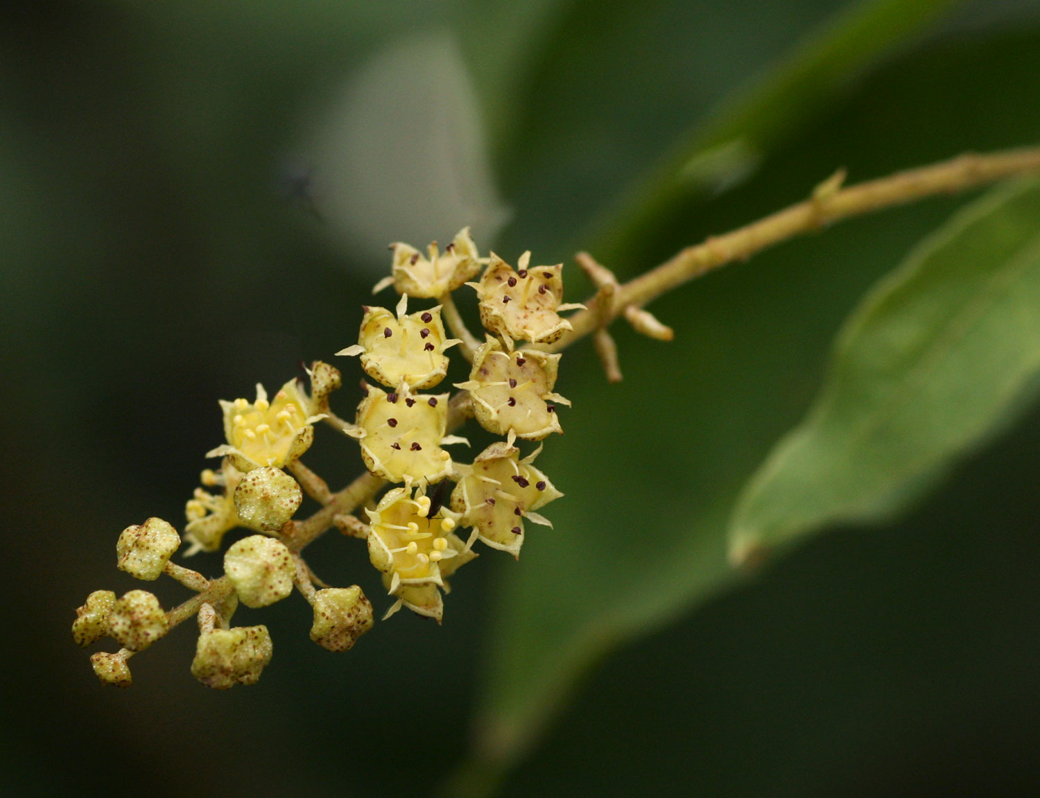 Combretum celastroides subsp. celastroides