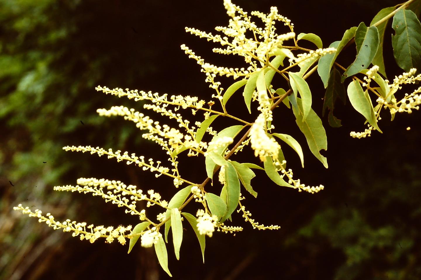 Combretum celastroides subsp. celastroides