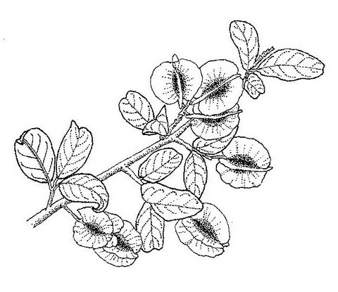 Combretum hereroense subsp. hereroense