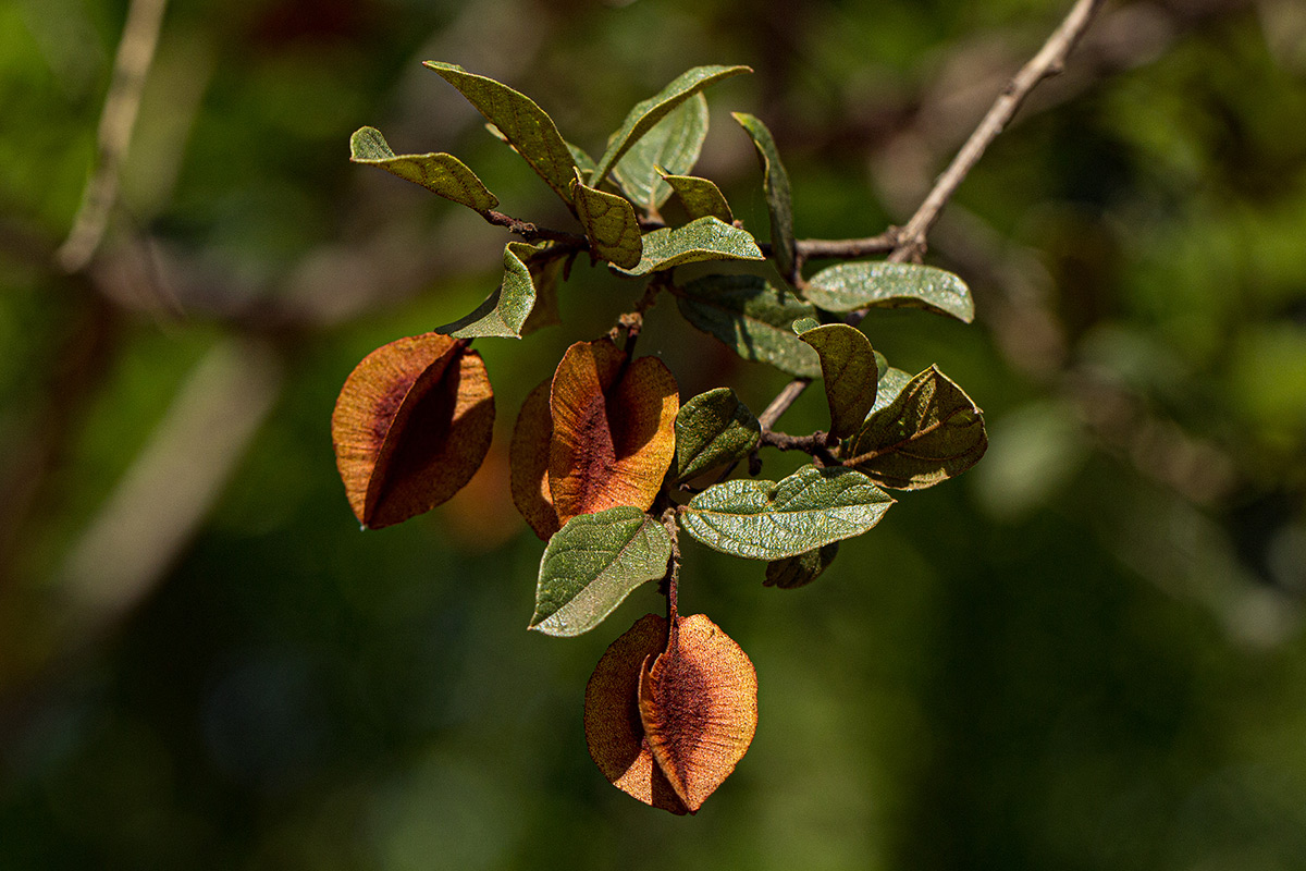 Combretum hereroense subsp. hereroense