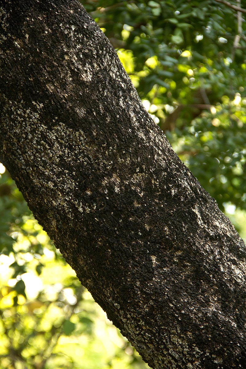 Combretum molle Combretum molle