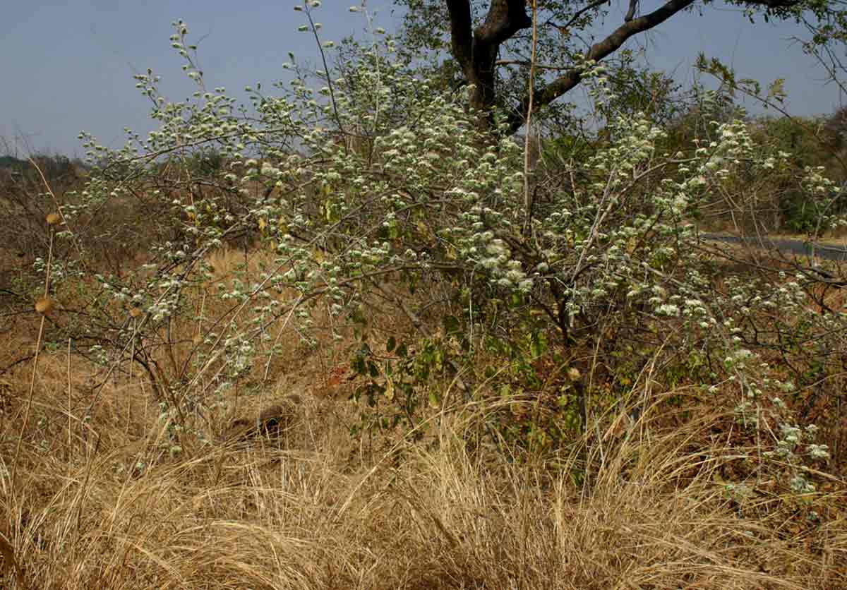 Combretum mossambicense Combretum mossambicense