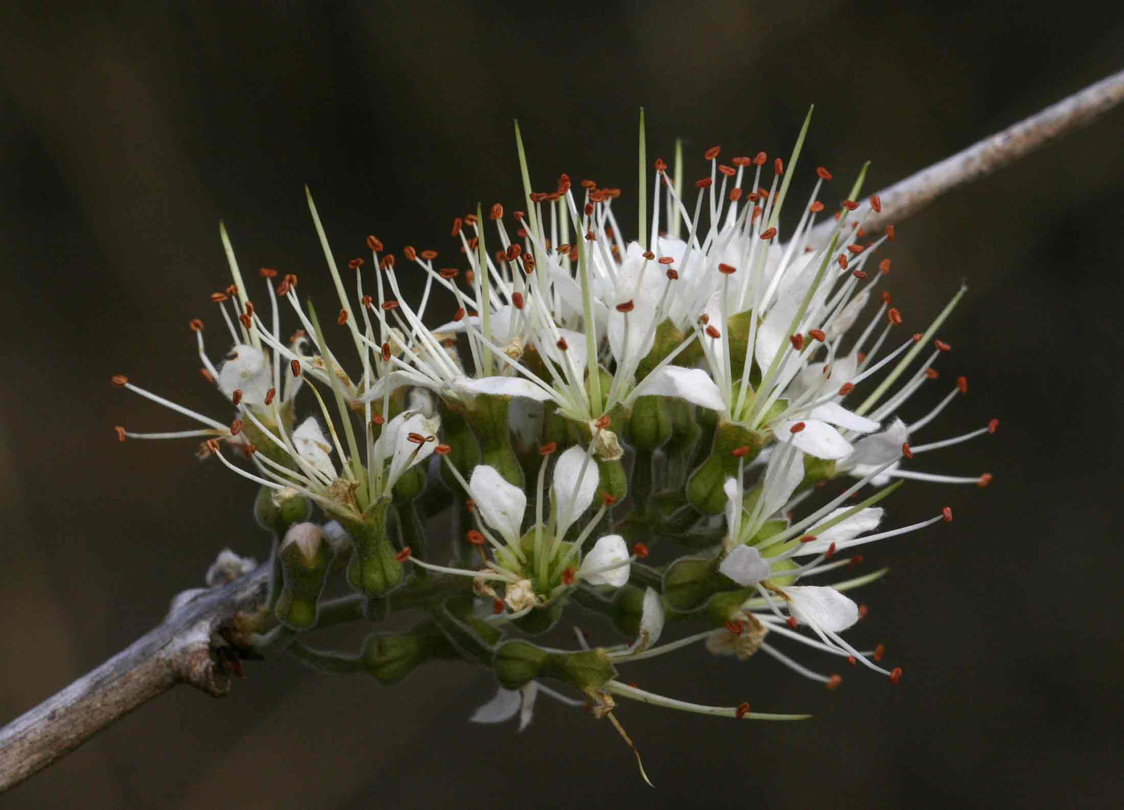 Combretum mossambicense